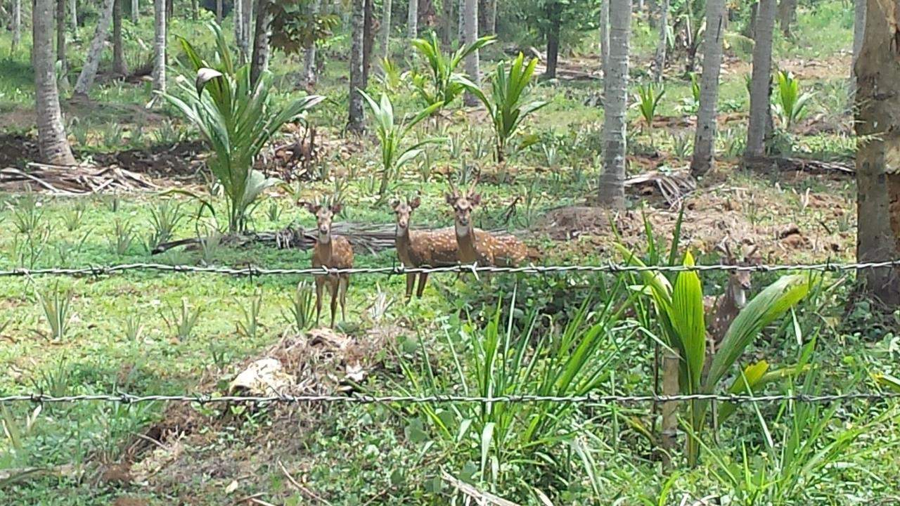 Nature'S Hideout Holiday Home Mirigama Buitenkant foto
